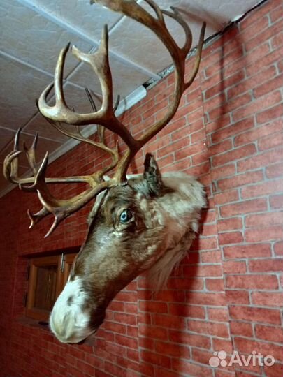 Чучело головы оленя