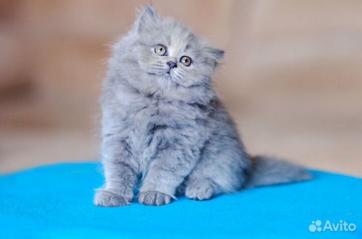 Британский Длинношерстный котенок Эдвард