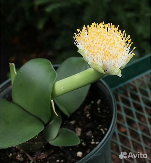 Гемантус белоцветковый