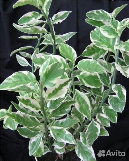 Педилантус