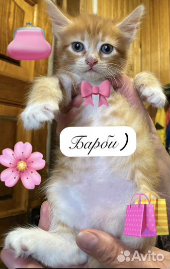 Котята в добрые руки