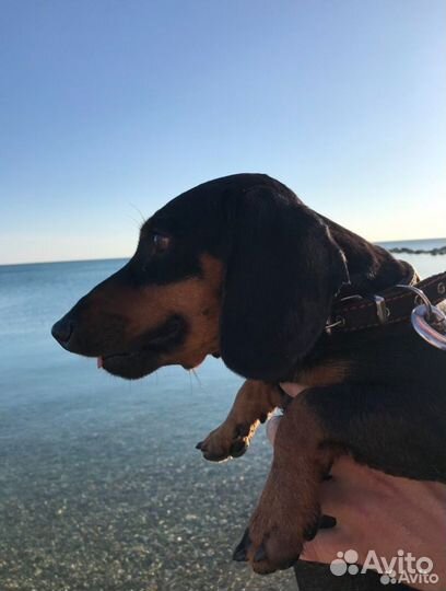 Продам Таксу