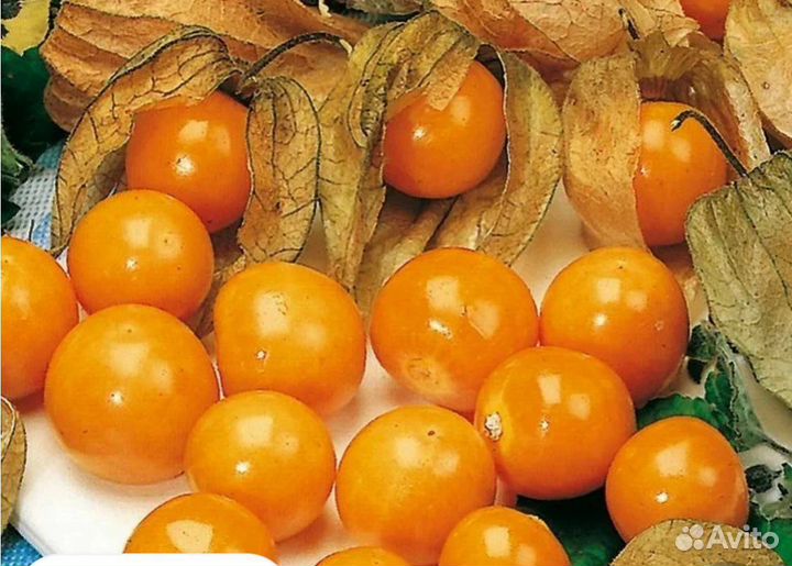 Физалис Паслен Паслён