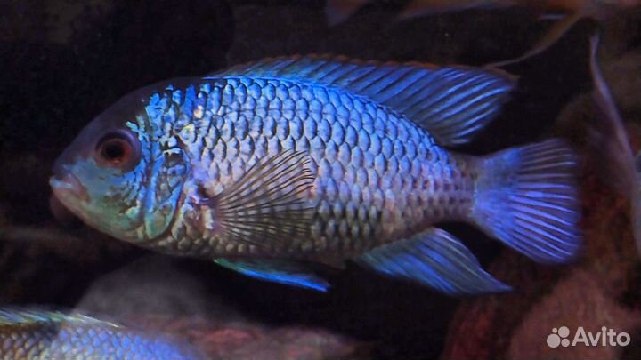 Цихлиды Американские крупные, аквариумные рыбы