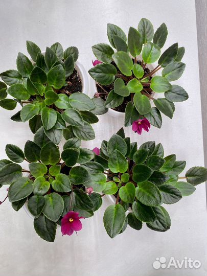 Фиалка Dancin Trail