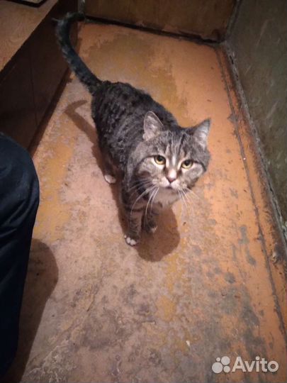 Кошка в дар бесплатно