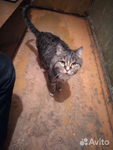 Кошка в дар бесплатно