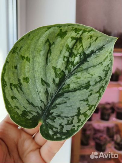 Сциндапсус Silver Cloud