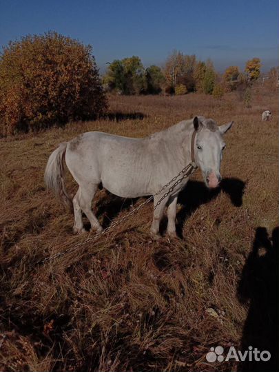 Лошадь(пони)