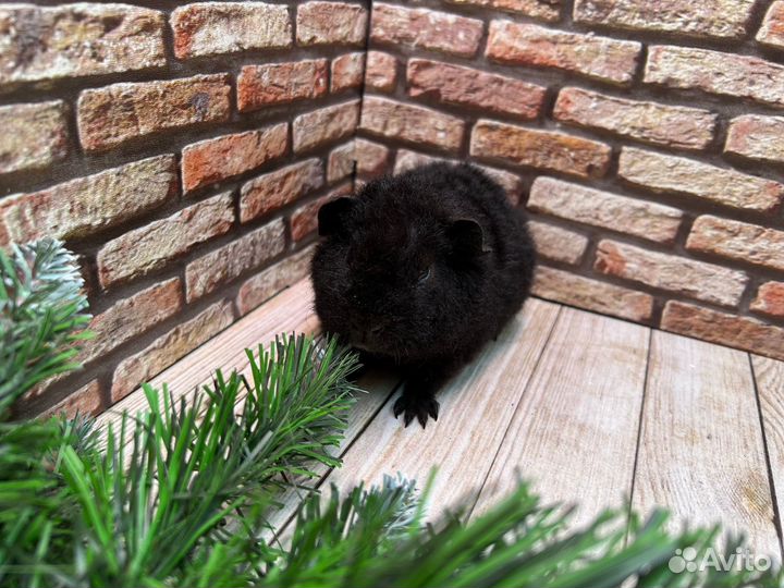 Морская свинка тедди, мальчик