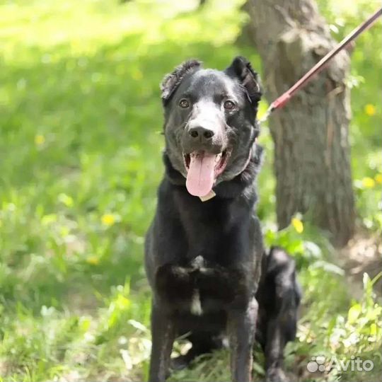 Собака в добрые руки отдам бесплатно