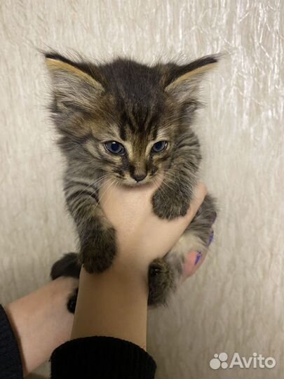 Котенок в добрые руки