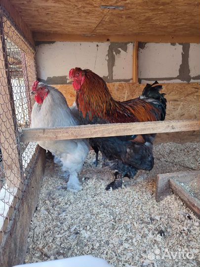 Петушки Маран, ухейулюй, брама, нидерхайнер