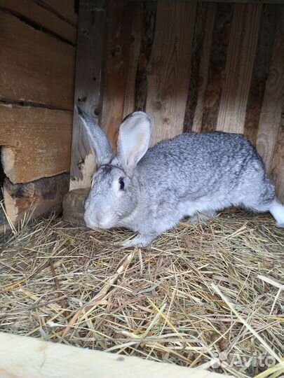 Кролики советская шиншилла