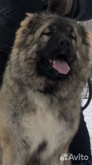 Кобель для вязки ко