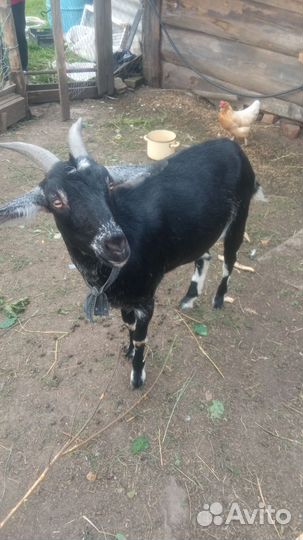 Нубийско-зааненская козочка