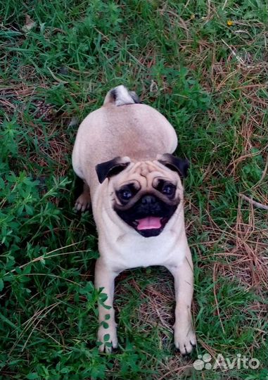 Передержка для собак