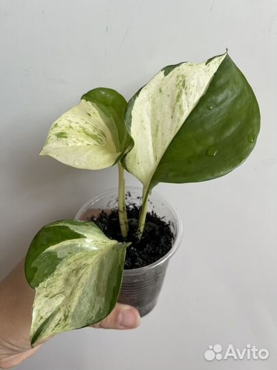 Комнатные растения 1