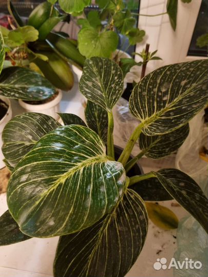 Филодендрон биркин