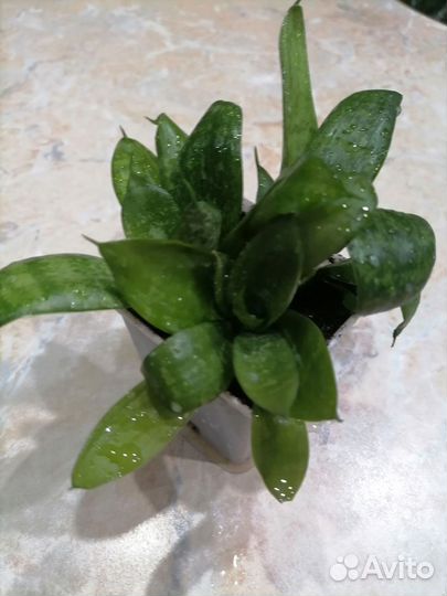 Сансевиерия