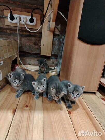 Котята в добрые руки бесплатно