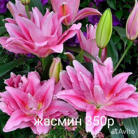 Лилии луковицы