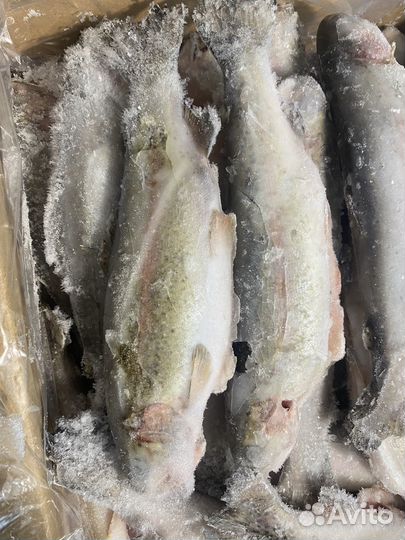 Форель радужная речная