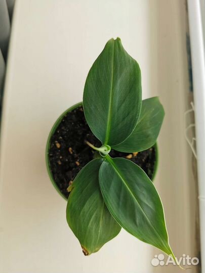 Банан растение