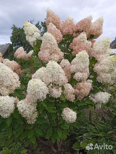 Гортензия метельчатая Фантом
