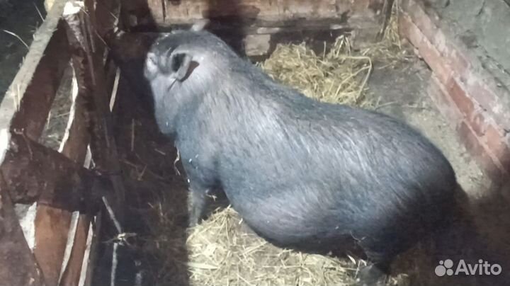 Вьетнамские вислобрюхие поросята