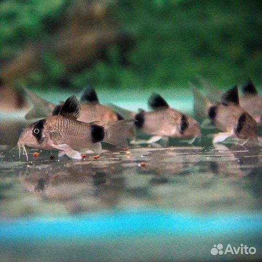 Коридорас Панда