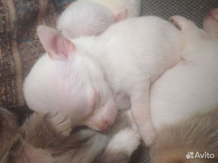 Щенки чихуахуа мини