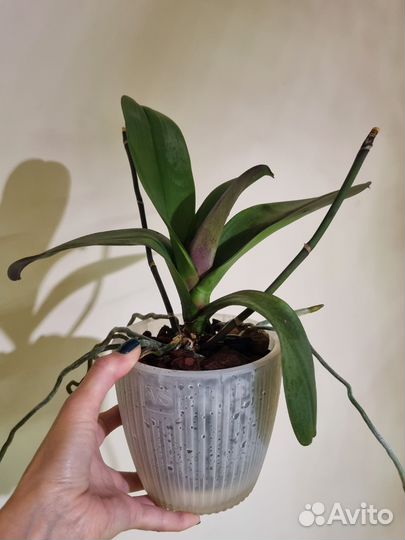 Орхидея фаленопсис Бинти (Binti) пелор