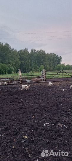 Поросята ландрас