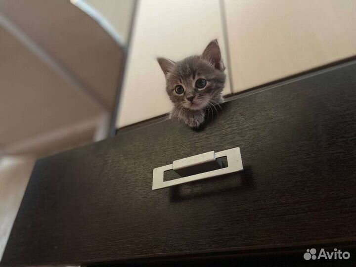 Кошка в дар