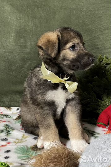 Щенок в добрые руки бесплатно