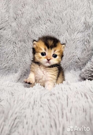 Шотландские котик