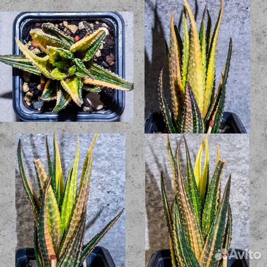 Хавортия вариегатная редкая