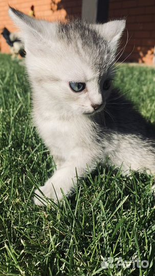 Британский мальчик готов к переезду