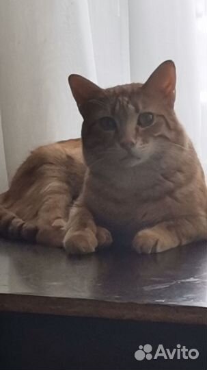 Отдам красивого кота