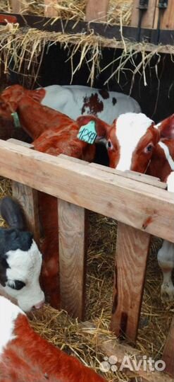 Телята с доставкой и выбором