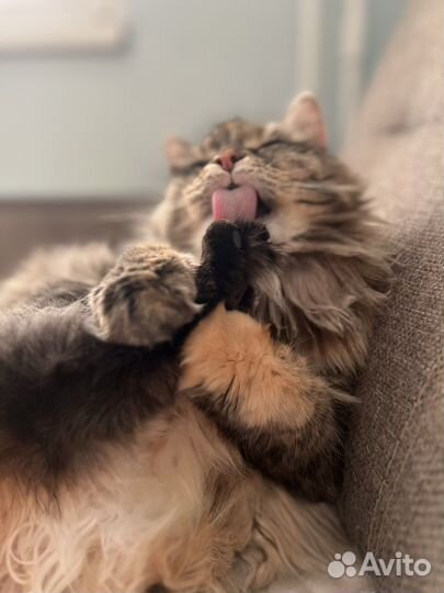 Кошечка по имени Скрипка ищет любящую семью