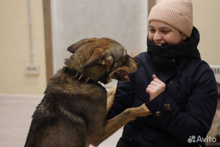 Нежная собака в самые добрые руки