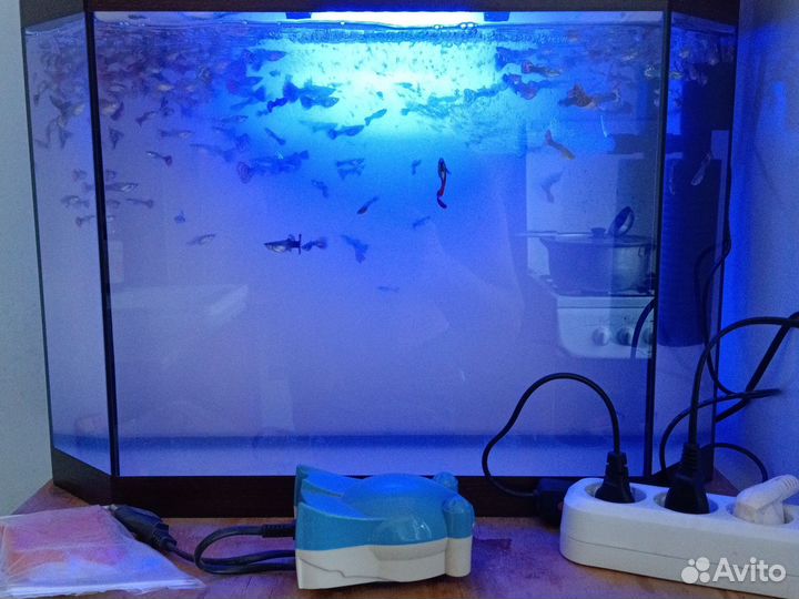 Аквариумный рыбки гуппи