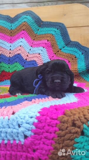 Щенки спаниеля