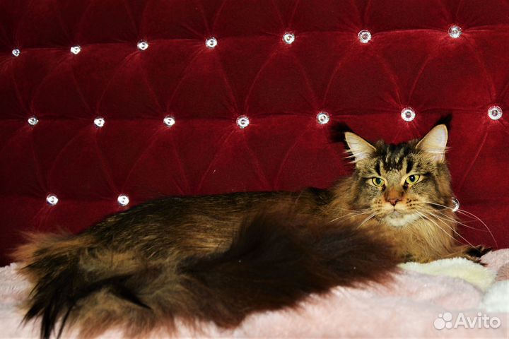 Котята от чемпионов