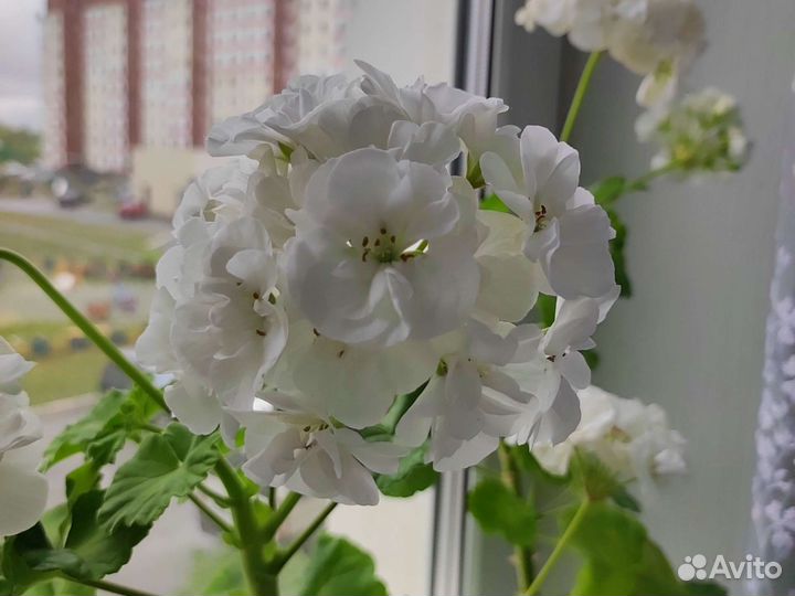 Пеларгония