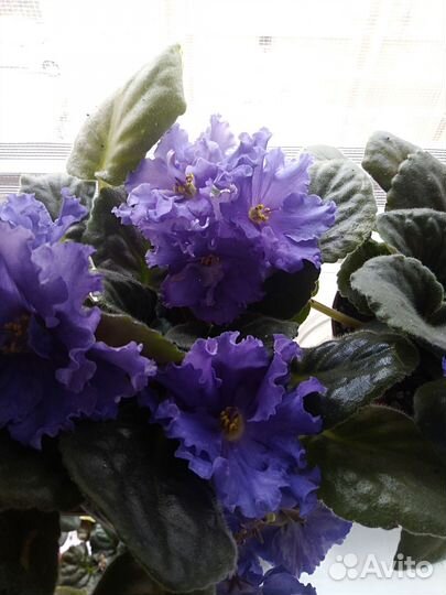 Комнатные цветы