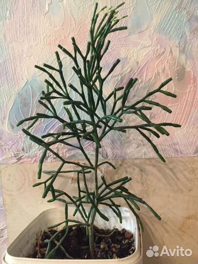 Хатиора 2 штуки