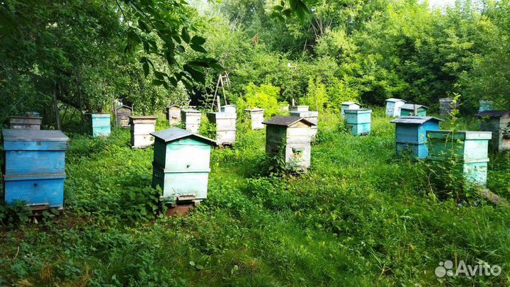 Пчелы и улья